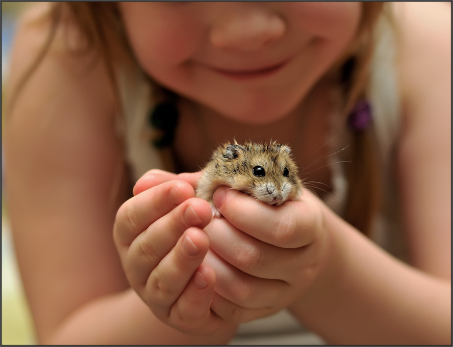 Perche Mamma Criceto Mangia I Suoi Cuccioli