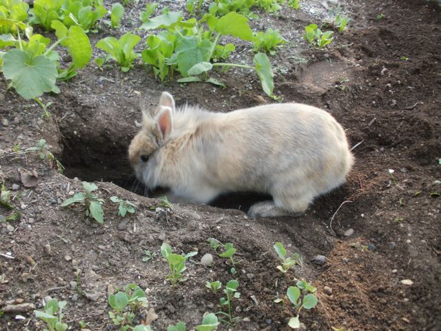 Cosa fare quando il coniglio scava in casa?