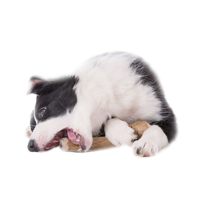 L'OSSO DELL'ALBERO DEL CAFFE' per l'igiene dentale canina