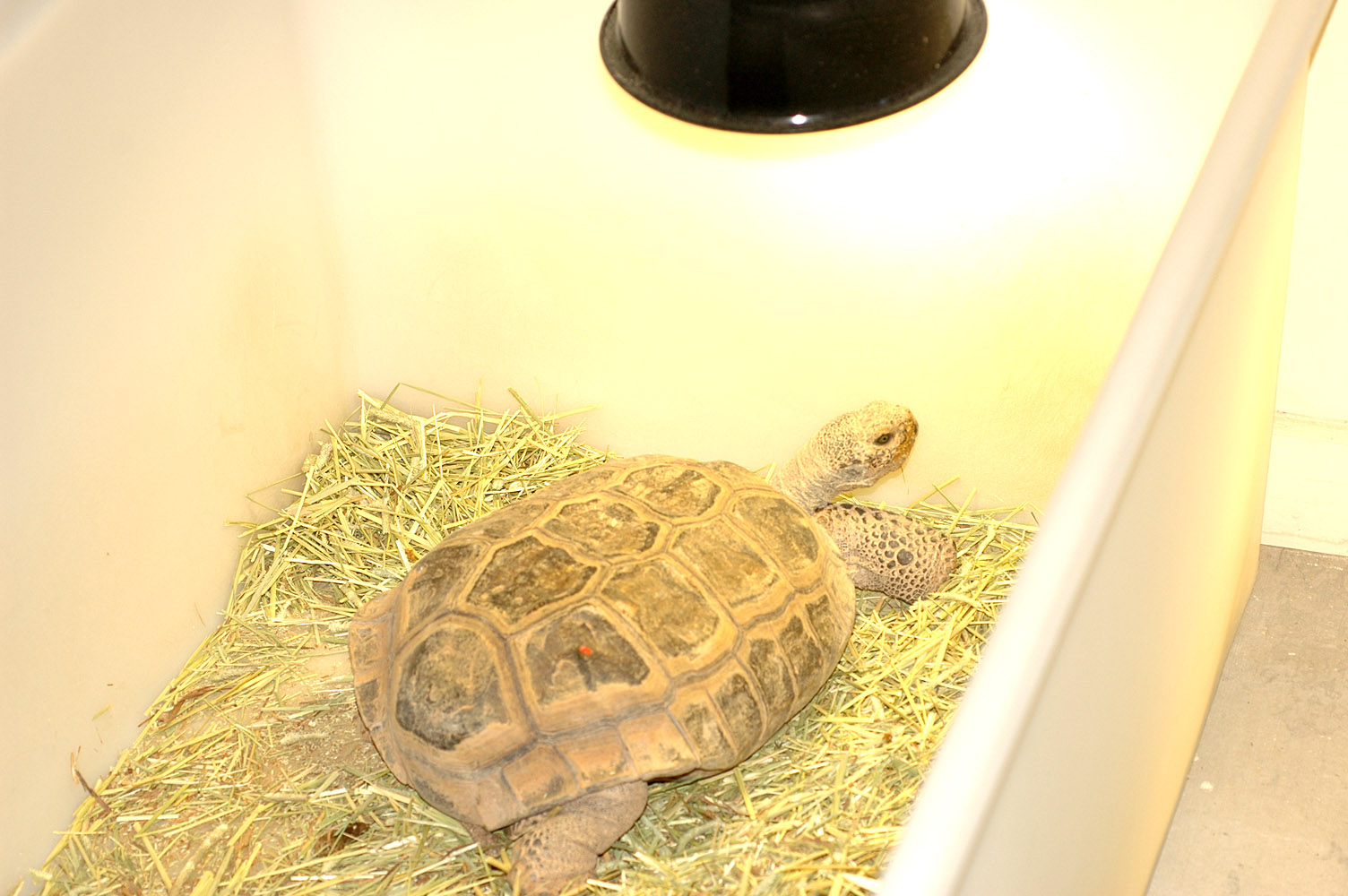 Come aiutare una tartaruga che si sveglia in anticipo dal letargo